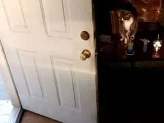 Tastytiff88 from CamSoda