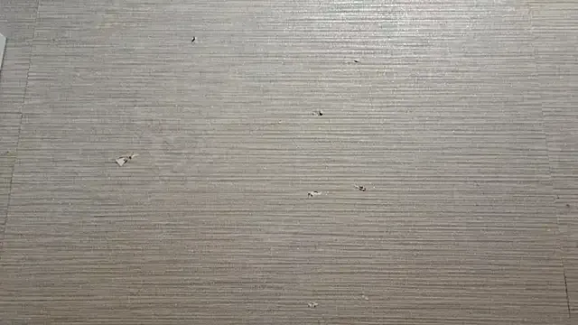 AstraVale from StripChat is Freechat