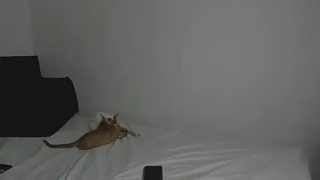 tifanymonroe from StripChat is Freechat