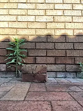 ZeusBlackDick from StripChat is Freechat