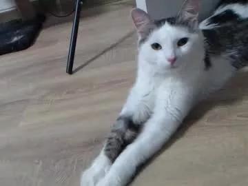 theysaidimcute from Chaturbate is Freechat
